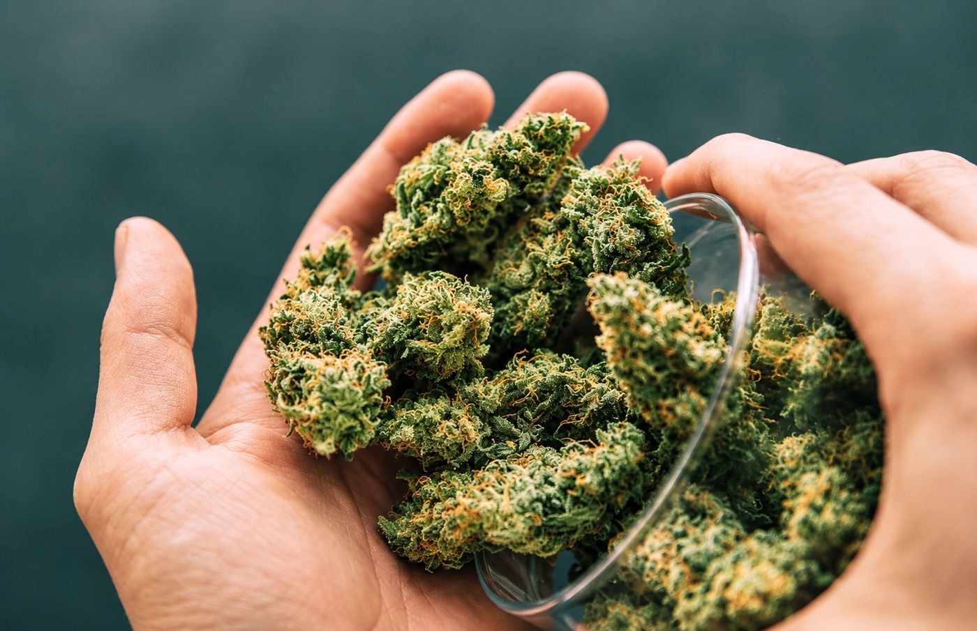 Hands holding a glass bowl filled with cured cannabis flower